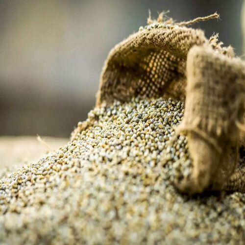 Premium Pearl Millet - Millets from Annai Agro